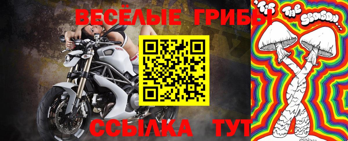 Псилоцибиновые грибы Psilocybine cubensis Саранск